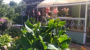 Цветы Канны. Как выращивать в открытом грунте, Посадка, уход, зимнее хранение.