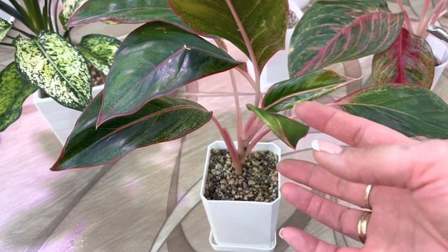 Аглаонемы в феврале 2023 ???