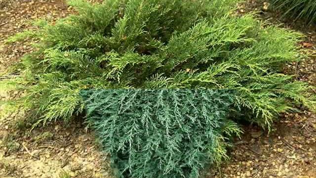 Жизнерадостные оттенки вечнозеленого сада смотреть онлайн