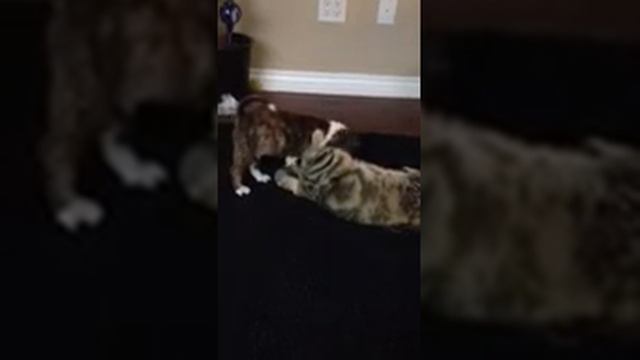 American Bully Pup "Loki" смотреть онлайн