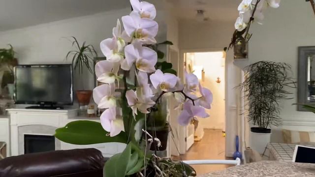 #GVOS2020 Phalaenopsis hybrid смотреть онлайн