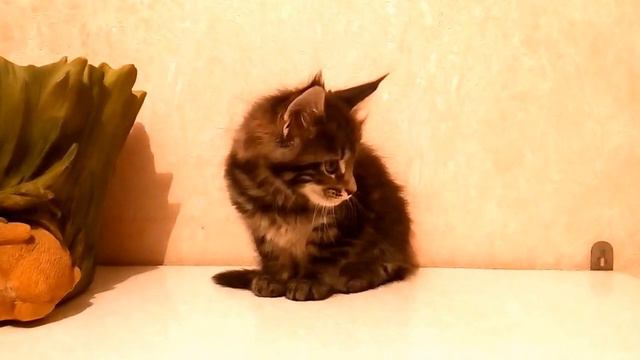 1.5 мес.Marabelle Rysenok(n22)Помет М 22.06.2017 продана смотреть онлайн