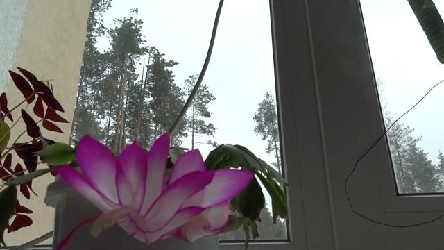 Декабрист. Шлюмбергера. Schlumbergera truncata смотреть онлайн