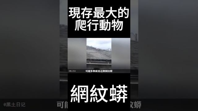 現存最大的爬蟲類：網紋蟒#蟒蛇 #鱷魚 #爬蟲類 смотреть онлайн
