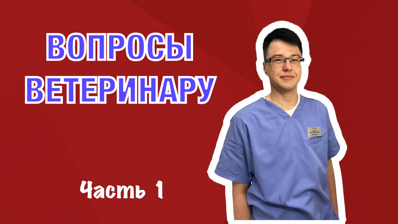 Посетили ветклинику one:vet. Главный врач о необходимых процедурах для щенков. смотреть онлайн