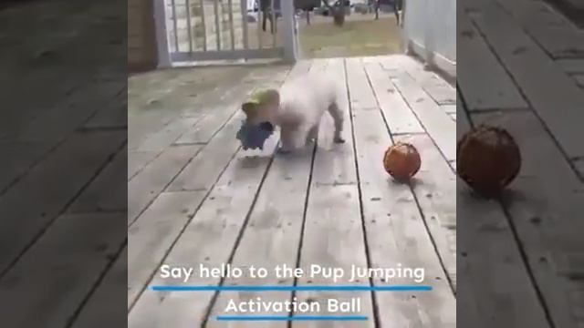 2PCS Jumping Activation Ball For Dogs смотреть онлайн