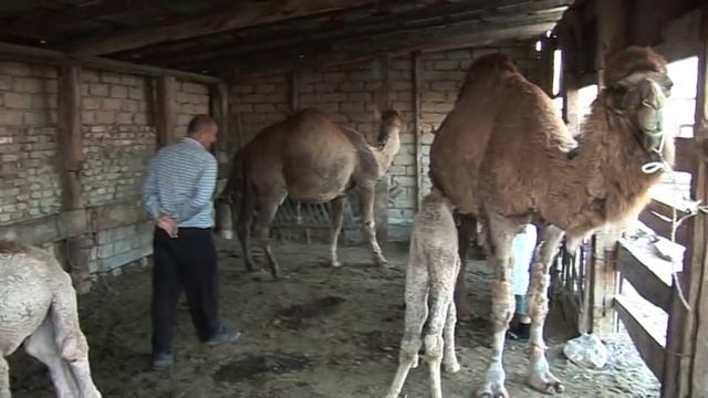 Таза шубат - дойка верблюда смотреть онлайн
