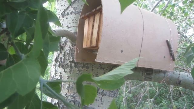 Установка очередной открытой ловушки на пчёл. Сделано их четыре штуки. Установка в городе на тополь смотреть онлайн