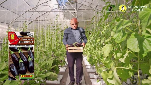 Баклажаны для ОТКРЫТОГО ГРУНТА на сезон 2023. Обзор баклажана КОСМОС F1 смотреть онлайн