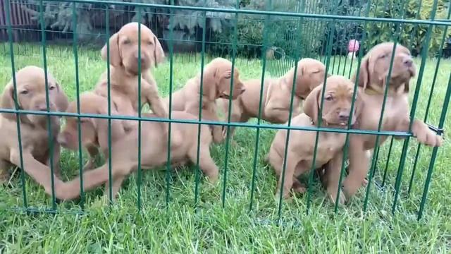 Щенки венгерской выжлы в Киеве.