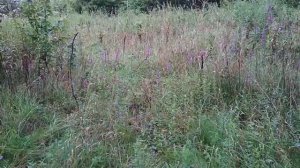 Выбор места для посадки черенков дербенника.