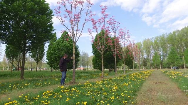 Toona sinensis 'flamingo' - Van den Berk over bomen смотреть онлайн