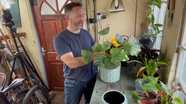 How to Repot a Calathea Orbifolia - Step By Step Guide ~ Prayer Plant смотреть онлайн