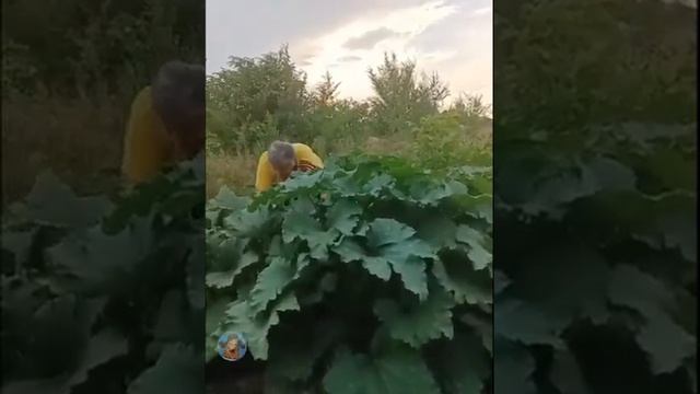 немного летнего юмора. Опять кабачки смотреть онлайн