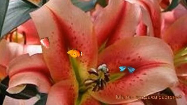 Лилия от-гибрид Олимпик Торч (olympic torch) ? обзор: как сажать, луковицы лилии Олимпик Торч смотреть онлайн