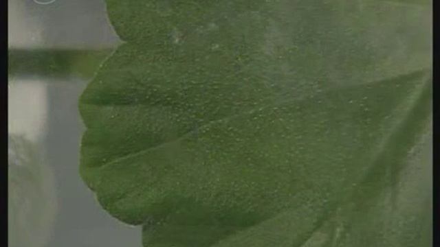 Лист Обнаружение испарения воды листьями смотреть онлайн