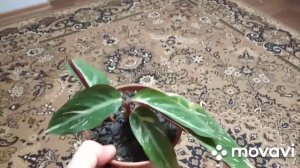 строманта Мэджик развитие за пол года #стромантамэджик