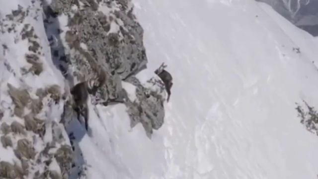 ГОРНЫЕ КОЗЛЫ - они плюют на законы физики несмотря на копыта! смотреть онлайн