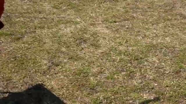 Kamenka, flying RC helicopters T Rex500 T Rex550 p6 смотреть онлайн