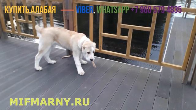 В гостях у Миф Марны Амана Доброго Друга смотреть онлайн