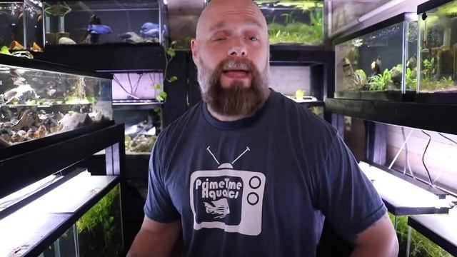 Beginners Guide to Aquatic Plants: How to Keep Plants in Your Fish Tank смотреть онлайн