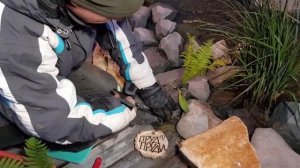 ПРУД С БИОПЛАТО СВОИМИ РУКАМИ//ВЫСАЖИВАЮ ПАПОРОТНИК ОРЛЯК в биоплато