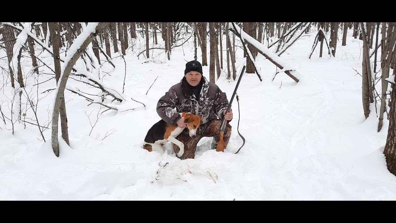 Охота с Русскими пегими гончими на зайца#22 смотреть онлайн