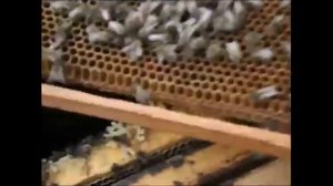 после зимовки осталась матка с горстью пчел, как ее подсилить ?