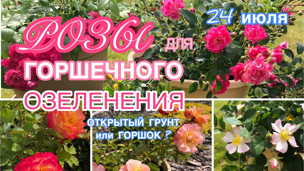 Какие СОРТА РОЗ лучше подходят для выращивания В ГОРШКАХ СРАВНИВАЮ ГРУНТ_ГОРШОК смотреть онлайн