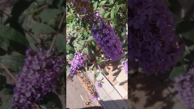 Бабочка колибри в Украине Одесской области ;-) смотреть онлайн