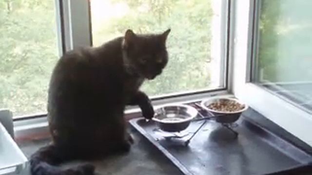 Кошка пьёт воду. смотреть онлайн