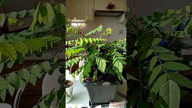 Тропическая карамбола складывает листья. смотреть онлайн