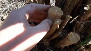 Жасмин садовый(чубушник) Обрезка. Как омолодить куст?