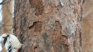 Как Дятел добывает еду зимой, Белоспинный дятел