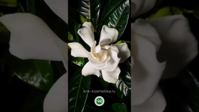 Сыворотка-концентрат для подтянутой кожи от Крымской Натуральной Коллекции ? смотреть онлайн