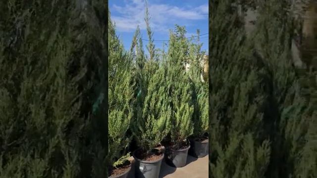 Можжевельник Скайрокет #можжевельник #купитьможжевельник смотреть онлайн