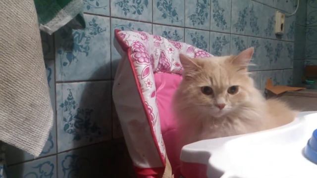 Cat eat with a spoon in the babychair | funny cat | кот ест с ложки в детском кресле смотреть онлайн