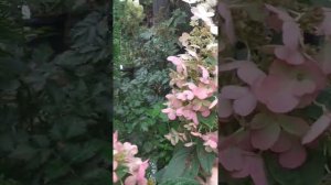 Самая необычная гортензия в моем саду! кКэнделлайт- не обманывайтесь картинками из интернета!