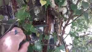 Ловля пчел, с одной березы 4 роя.mp4