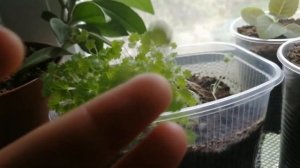 Выращивание Лапчатки Непальской Мисс Вильмот из семян. Часть 2.