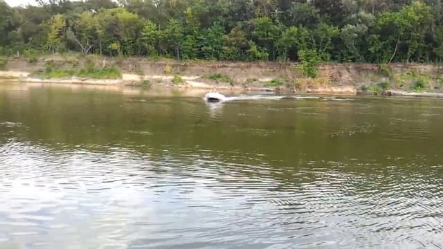 Лодочный мотор HONDA 20 BF20D смотреть онлайн