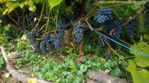 ВИНОГРАД ИЗАБЕЛЛА.СОРТ ВИНОГРАДА ИЗАБЕЛЛА