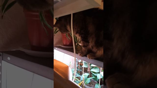 хлорофитум- любимое лакомство кота смотреть онлайн