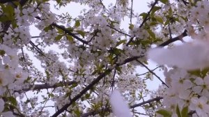 ТЕЩЕ И СЕСТРЕ ЖЕНЫ ОДНОВРЕМЕННО... История из жизни. Теща и зять.