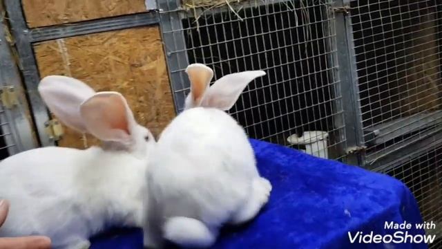 Отправка кроликов породы Бельгийский великан в Узбекистан смотреть онлайн
