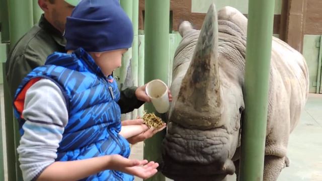 Мы учимся кормить диких животных смотреть онлайн