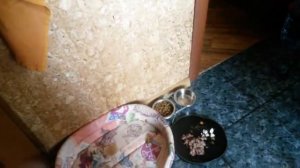 Как мы быстро приучили йорка к пеленке. Часть2. Все получилось!