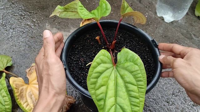 Anthurium Sirih Golden Tiba tiba Viral Dengan Harga Fantastis • Tanaman Hias Yg Lagi Viral/Naik Dau смотреть онлайн