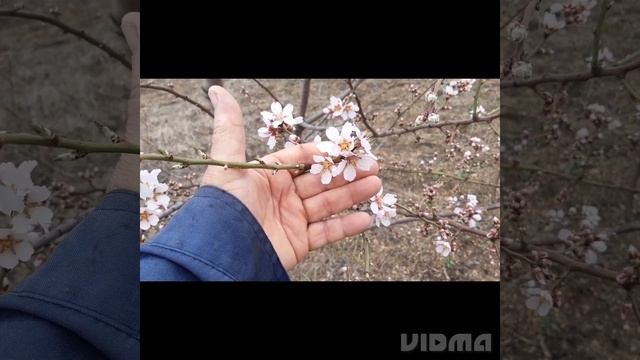 Как растёт и цветёт миндаль