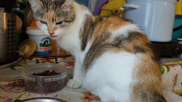 Что означает буква М на лбу у котёнка? Почему у кота или у кошки нарисована буква М на лбу - легенд смотреть онлайн